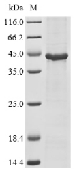 Recombinant Mouse Acyl-CoA desaturase 1 (Scd1)