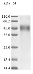 Recombinant Mouse Ketohexokinase (Khk)