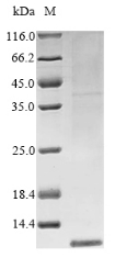 Recombinant Vaccinia virus Protein K3 (VACWR034)