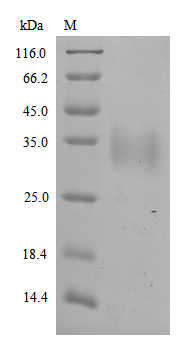 Recombinant Quercus alba Major pollen allergen Que a 1, partial