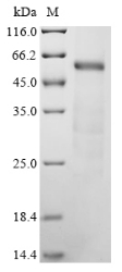Recombinant Mouse Complement C1r subcomponent-like protein (C1rl)