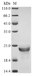 Recombinant Fusarium solani subsp. cucurbitae Cutinase (CUTA)