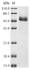 Recombinant Human S-adenosylmethionine synthase isoform type-2 (MAT2A)
