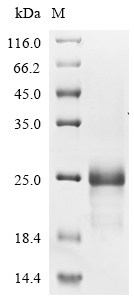 Recombinant Rabbit Tumor necrosis factor ligand superfamily member 4 (TNFSF4), partial