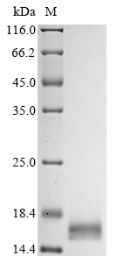 Recombinant Mouse Angiogenin (Ang)