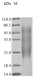 Recombinant Enterobacter agglomerans Ice nucleation protein (iceE), partial