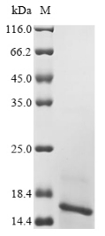 Recombinant Xenopus laevis Transthyretin (ttr)