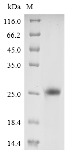 Recombinant Vaccinia virus Protein L1 (L1R), partial