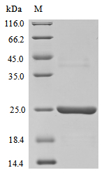 Recombinant Mouse Caspase-12 (Casp12), partial