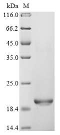 Recombinant Quercus alba Major pollen allergen Que a 1, partial