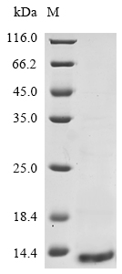Recombinant Human C-C motif chemokine 1 (CCL1)