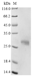 Recombinant Mouse Apolipoprotein D (Apod)