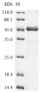 Recombinant Human Pro-neuregulin-1, membrane-bound isoform (NRG1), partial