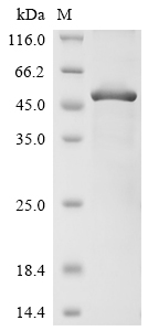 Recombinant Human Triggering receptor expressed on myeloid cells 2 (TREM2), partial