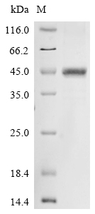 Recombinant Human Norrin (Ndp)
