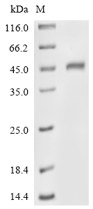Recombinant Human Trypsin-2 (PRSS2) (K23Q,S167G), partial