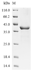 Recombinant Schmidtea mediterranea Activin 2, partial