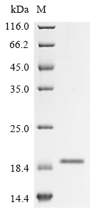 Recombinant Rabbit Tumor necrosis factor ligand superfamily member 4 (TNFSF4), partial