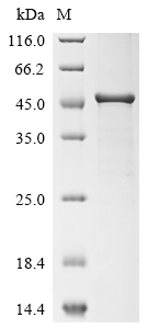 Recombinant Agaricus bisporus Polyphenol oxidase 2 (PPO2)