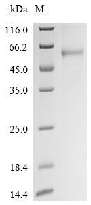 Recombinant Human Leucine-rich repeat-containing G-protein coupled receptor 6 (LGR6), partial