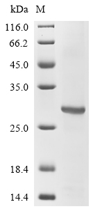 Recombinant Mouse Erythropoietin receptor (Epor), partial