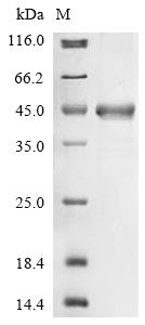 Recombinant Helicobacter pylori Vacuolating cytotoxin autotransporter (vacA), partial