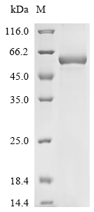 Recombinant Mouse Tripartite motif-containing protein 72 (Trim72)