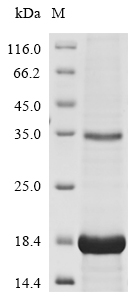 Recombinant Human Neurotrophin-3 (NTF3)