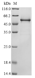 Recombinant Mouse Protein Wnt-6 (Wnt6)