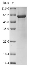 Recombinant Human Glutamate receptor 2 (GRIA2), partial