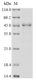 Recombinant Human S-adenosylmethionine synthase isoform type-2 (MAT2A)