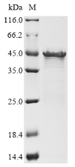 Recombinant Listeria monocytogenes serovar 1/2a Internalin-A (inlA) (S192N,Y369S), partial