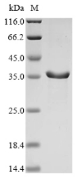 Recombinant Apis mellifera Venom dipeptidyl peptidase 4, partial