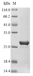 Recombinant Staphylococcus aureus Staphopain A (sspP)