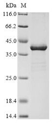 Recombinant Escherichia coli O6:H1 Probable L,D-transpeptidase YbiS (ybiS)
