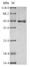 Recombinant Burkholderia pseudomallei UDP-3-O-acylglucosamine N-acyltransferase (lpxD)