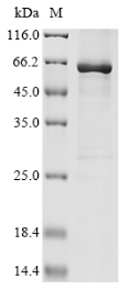 Recombinant Human parainfluenza 1 virus Nucleoprotein (N)