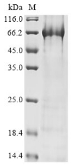 Recombinant Human Polyadenylate-binding protein-interacting protein 1 (PAIP1)