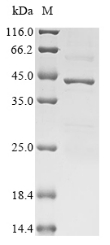 Recombinant Streptomyces sp. L-proline cis-3-hydroxylase 2