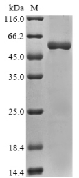 Recombinant Rat Sodium/potassium-transporting ATPase subunit alpha-3 (Atp1a3), partial