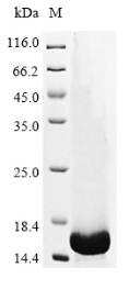 Recombinant Mouse Transforming growth factor beta-1 (Tgfb1), partial