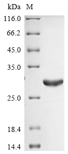Recombinant Human Somatotropin (GH1)