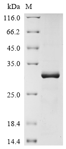 Recombinant Human Claudin-18 (CLDN18), partial