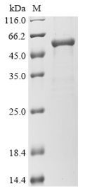 Recombinant Human Gasdermin-D (GSDMD)