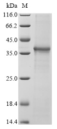 Recombinant Human NACHT, LRR and PYD domains-containing protein 3 (NLRP3), partial