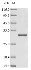 Recombinant Human Neuronal acetylcholine receptor subunit alpha-7 (CHRNA7), partial