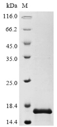 Recombinant Influenza A virus protein PB1-F2 (PB1)