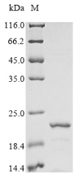 Recombinant Rat Beta-synuclein (Sncb)