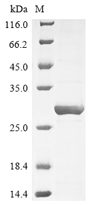 Recombinant Escherichia phage lambda Capsid decoration protein (D)