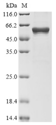 Recombinant Escherichia coli Transposase for transposon Tn5 (tnpA) (E54K,L372P)